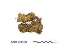 藏品(反捲比賴苔)的圖片